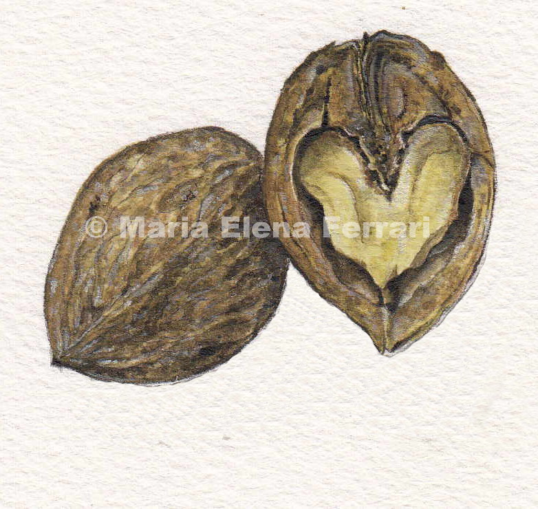Cuore